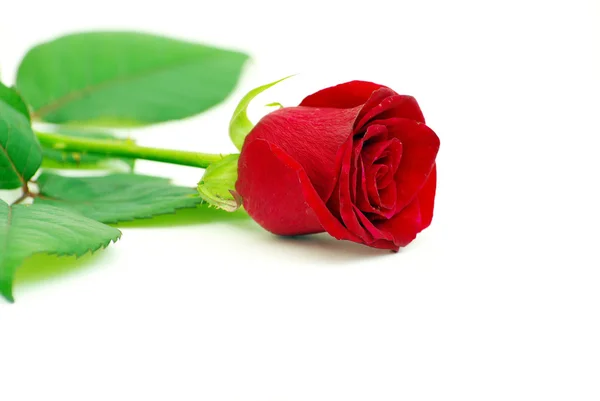 Red rose — Stock Photo, Image