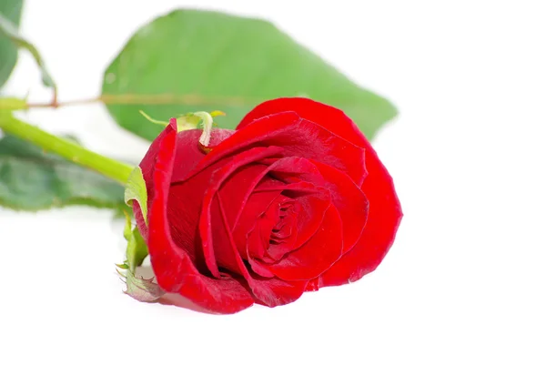 Rote Rose Stockfoto