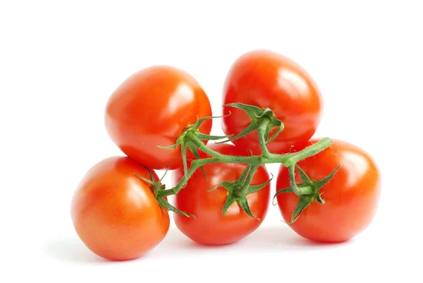 Branch tomato — Stock Photo, Image