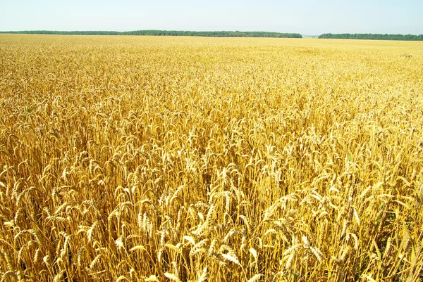 stock image Golden wheat