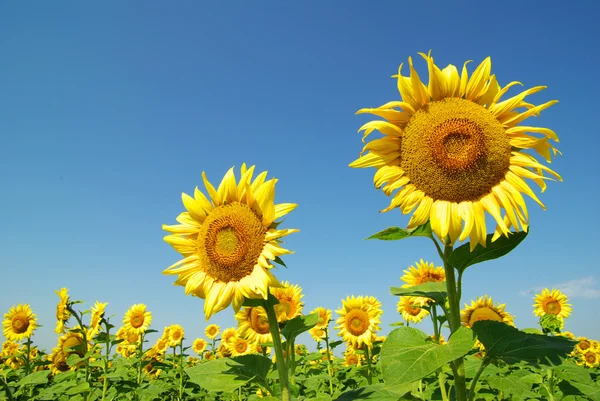 stock image Sunflowers