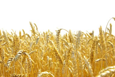 Wheat clipart