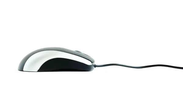 Mouse on white — Stock Photo, Image