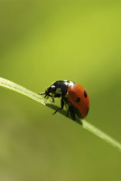 Yeşil Yaprak Üzerinde Oturan Kırmızı Uğur Böceği — Stok fotoğraf