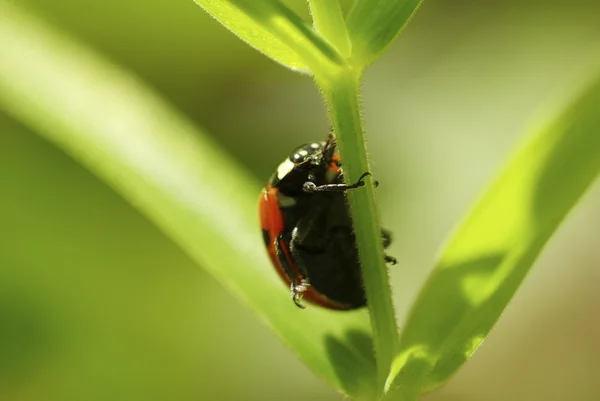 緑の葉の上に座っている赤のてんとう虫 — ストック写真