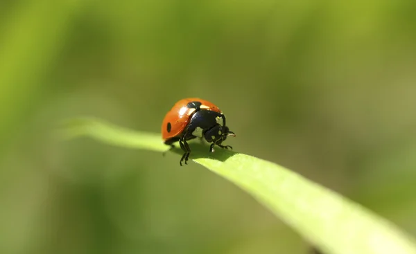 Yeşil Yaprak Üzerinde Oturan Kırmızı Uğur Böceği — Stok fotoğraf