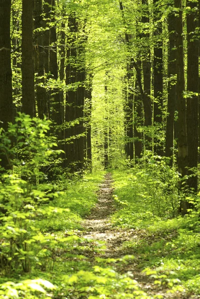 Bellissimo Paesaggio Forestale Mattino — Foto Stock