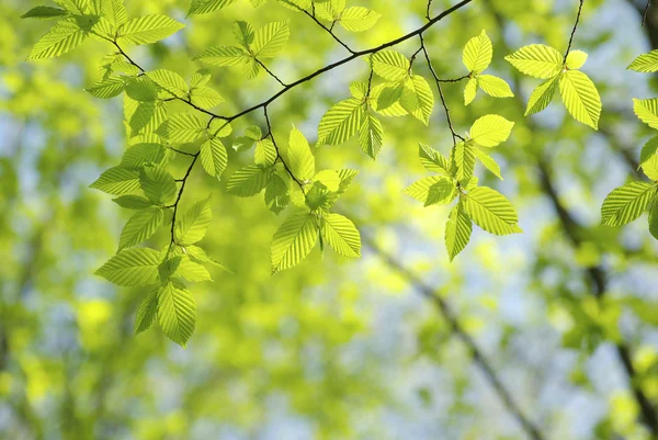 Yeşil Yapraklar Yeşil Arka Planlar — Stok fotoğraf