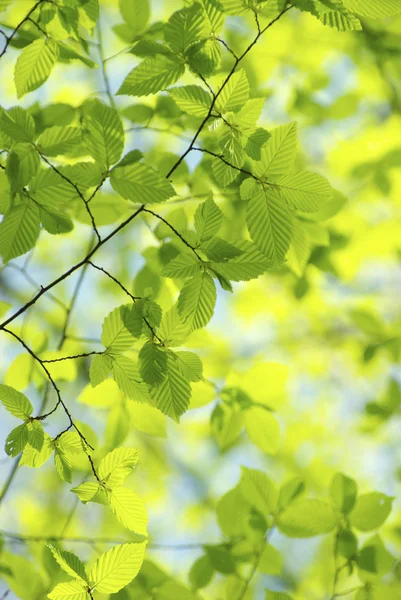 stock image Green leaves