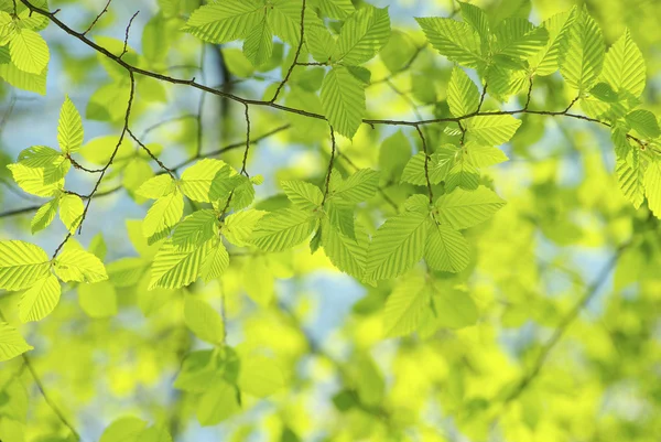 stock image Leaves backgrounds