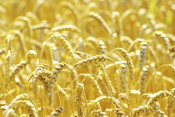 Yazın Sonunda Tamamen Olgunlaşmış Buğday Tarlaları — Stok fotoğraf