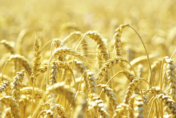 Yazın Sonunda Tamamen Olgunlaşmış Buğday Tarlaları — Stok fotoğraf