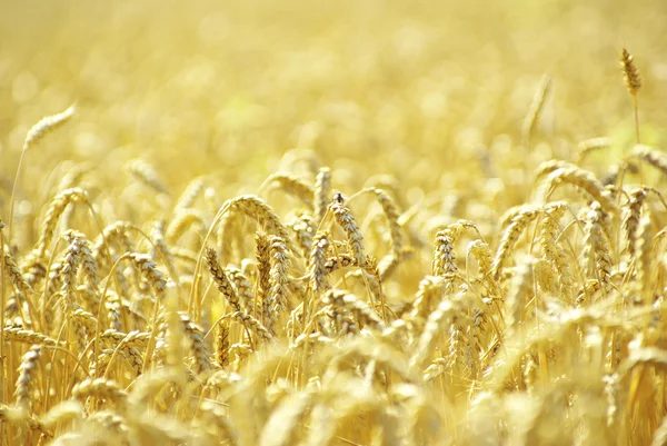 Поля Пшениці Кінці Літа Повністю Стиглі — стокове фото