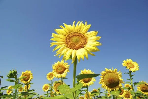 Field Sunflowers Blue Sun Sky — Stock Photo, Image