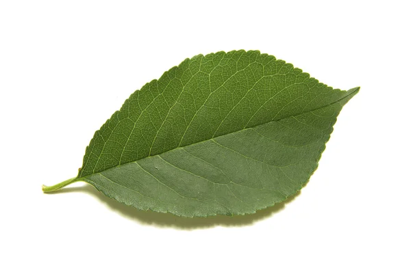 Yeşil Ağaç Yaprak Yaz Doğa Izole Beyaz Arka Plan — Stok fotoğraf