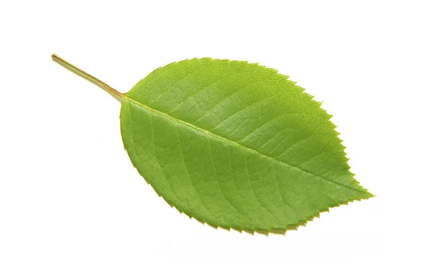 Liście Zielone Drzewo Lato Natura Białym Tle — Zdjęcie stockowe