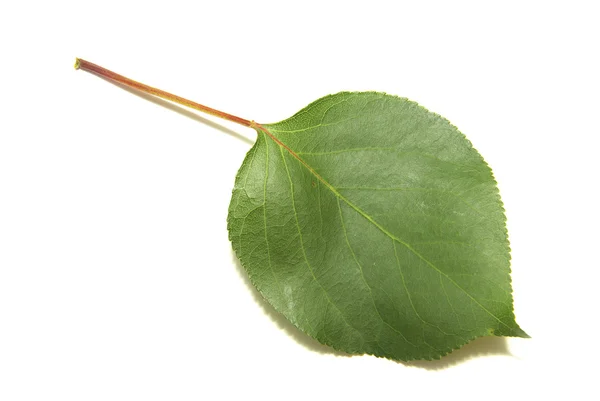 Liście Zielone Drzewo Lato Natura Białym Tle — Zdjęcie stockowe