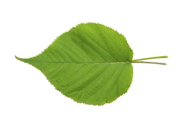 Folha Árvore Verde Verão Natureza Isolado Fundo Branco — Fotografia de Stock