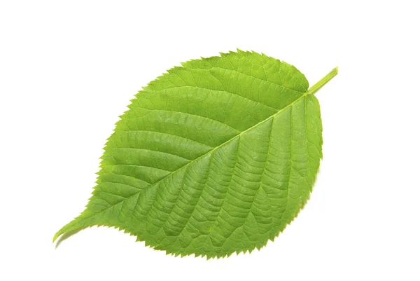 Leaf on white — Stock Photo, Image