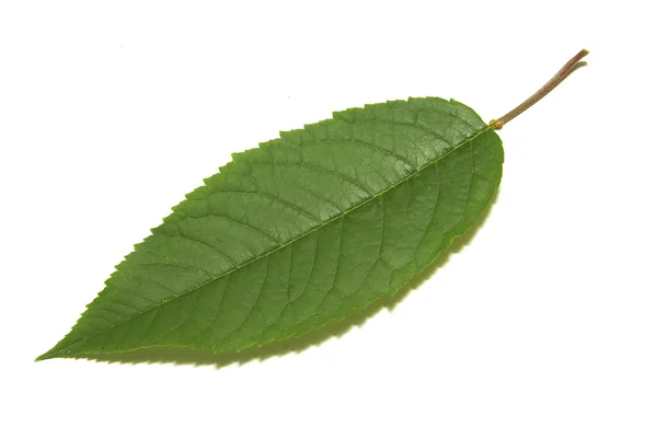 Green Tree Leaf Summer Nature Isolated White Background — Stock Photo, Image