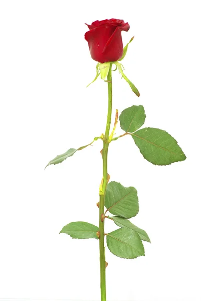 Rote Rose Isoliert Auf Weißem Hintergrund — Stockfoto