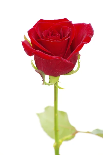 Vörös Rózsa Elszigetelt Fehér Háttér — Stock Fotó