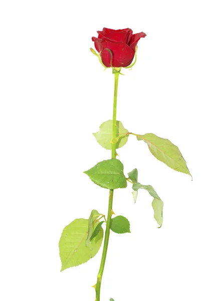 Red Rose Isolated White Background — Stock Photo, Image