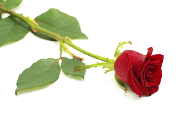 Rosa Rossa Isolata Sfondo Bianco — Foto Stock