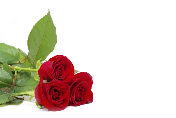 Κόκκινα Τριαντάφυλλα Λευκό Φόντο Χώρο Για Κείμενο — Φωτογραφία Αρχείου