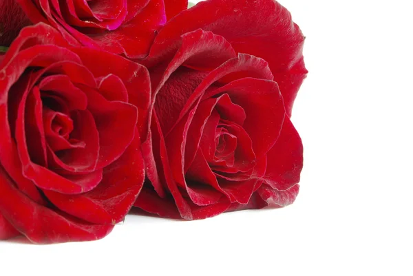 Червоні Троянди Білому Тлі Пробілом Тексту — стокове фото
