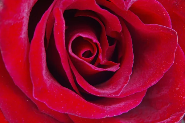 Imagem Macro Rosa Vermelha Escura — Fotografia de Stock