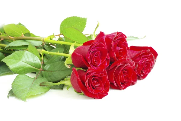 Roses Rouges Sur Fond Blanc Avec Espace Pour Texte — Photo