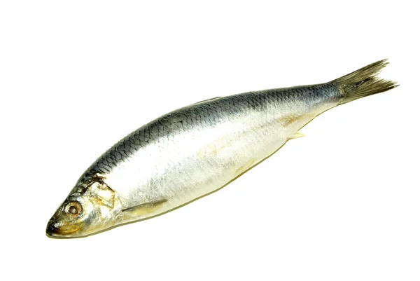 Peixe sobre branco — Fotografia de Stock