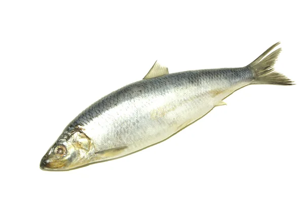 Риба на білому — стокове фото