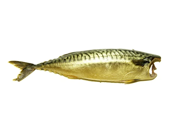 Peşte pe alb — Fotografie, imagine de stoc