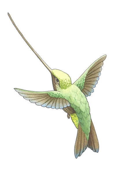 Colibry Kolibrie Neuriën Vogel — Stockfoto