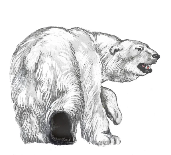 Πολική Αρκούδα Που Πηγαίνει Πέρα Από Τις Αρκτικές Περιοχές — Φωτογραφία Αρχείου