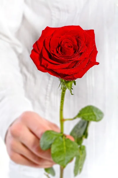 Człowiek ręka trzyma jedna czerwona róża — Zdjęcie stockowe