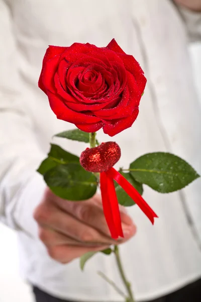 人間の手の 1 つの赤いバラを保持 — ストック写真