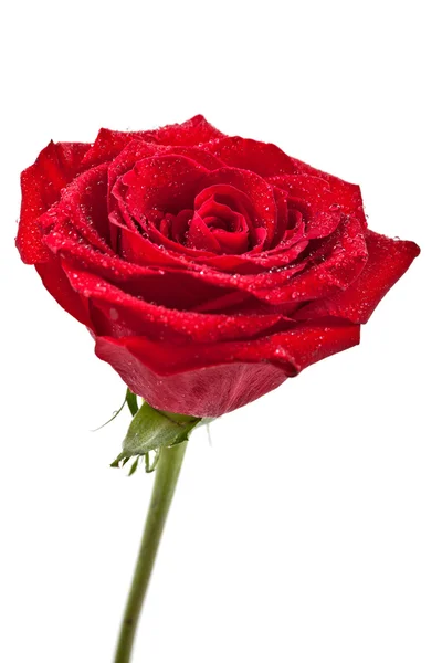 水滴を持つ暗い赤いバラのマクロ画像 極端なクローズ アップ — ストック写真