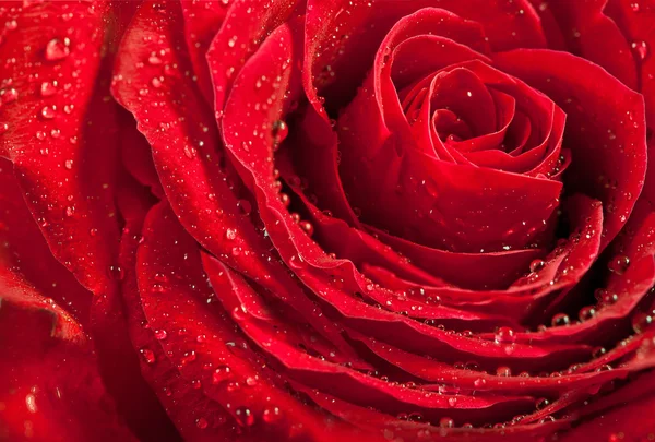 宏的暗红色玫瑰与水滴的图像 极端特写 — 图库照片