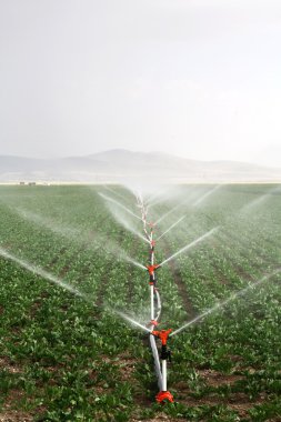 damla sulama sistemleri bir tarım alanı resim