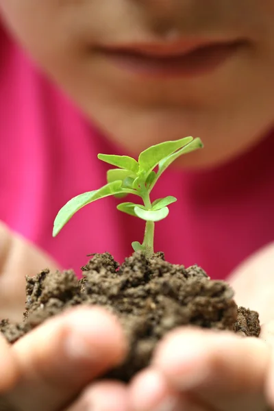 Seedlings Hands Girl Image — Stock Photo, Image