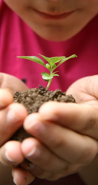 Growht sapling — Stock Photo, Image