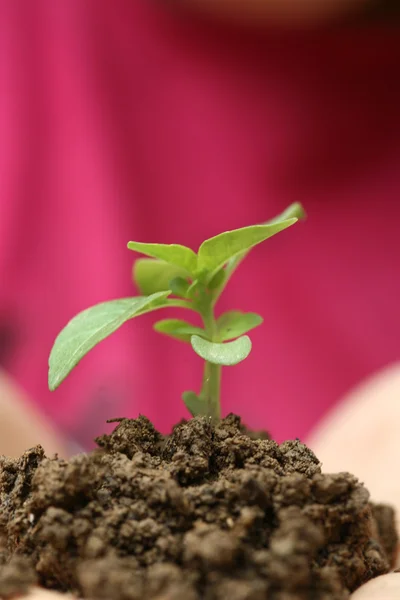 Growth sapling — Stock Photo, Image