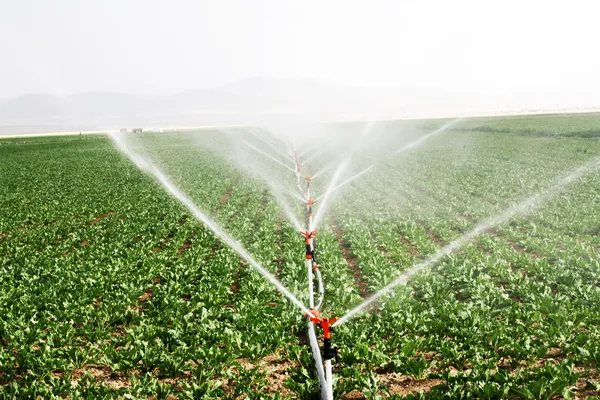 Aspersores de irrigação regam um campo de fazenda contra o final da tarde — Fotografia de Stock