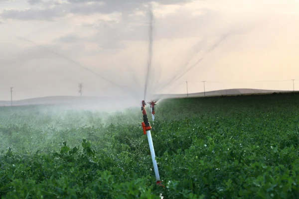 Aspersores Irrigação Regam Campo Fazenda Contra Sol Final Tarde — Fotografia de Stock