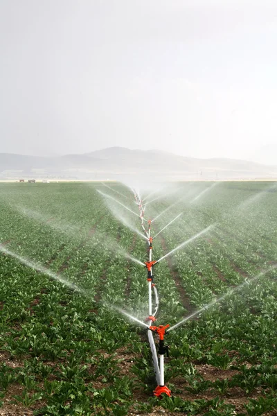 Systèmes d'irrigation goutte à goutte dans une image de champ agricole Photo De Stock