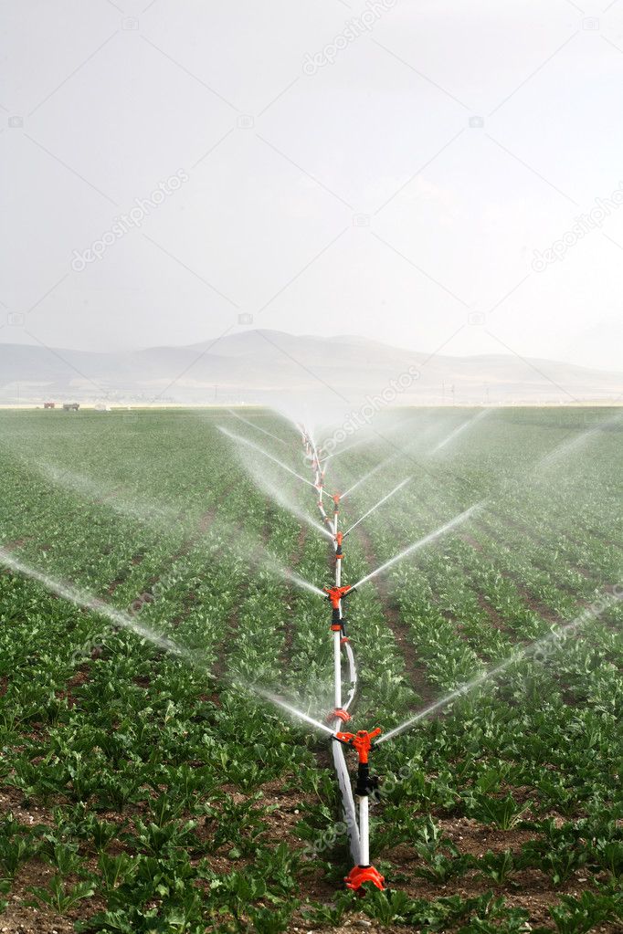 Drip irrigation systems in an agricultural field image