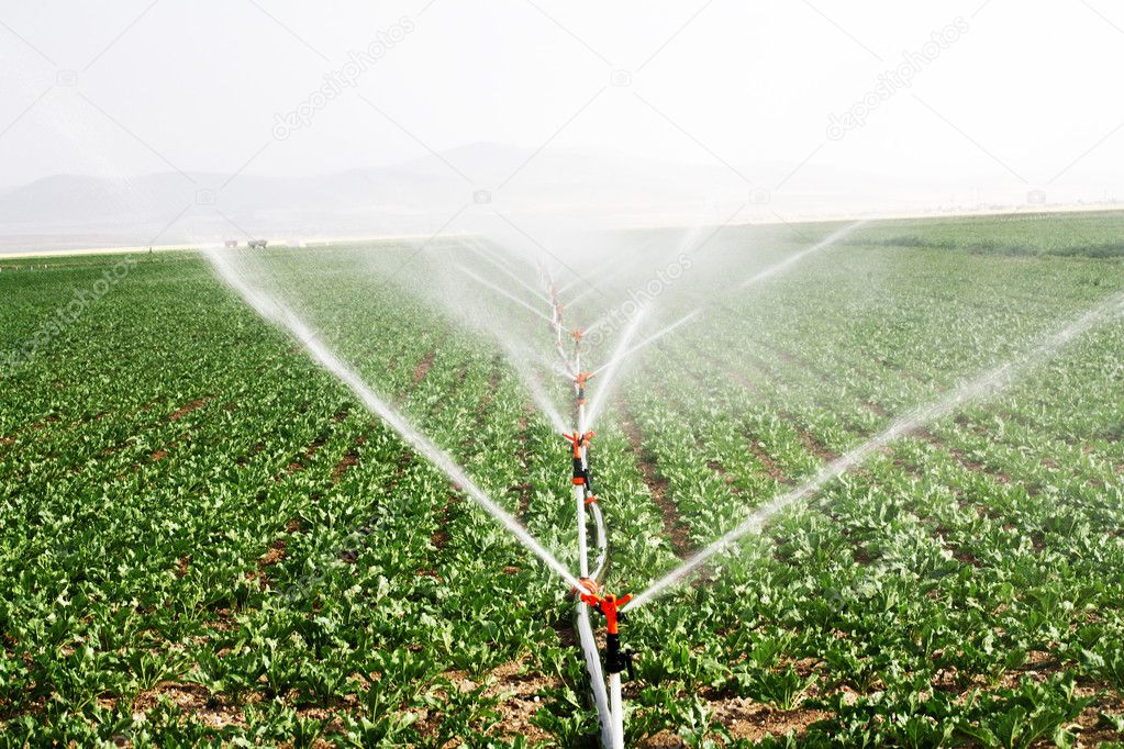 Irrigation sprinklers water a farm field against late afternoon